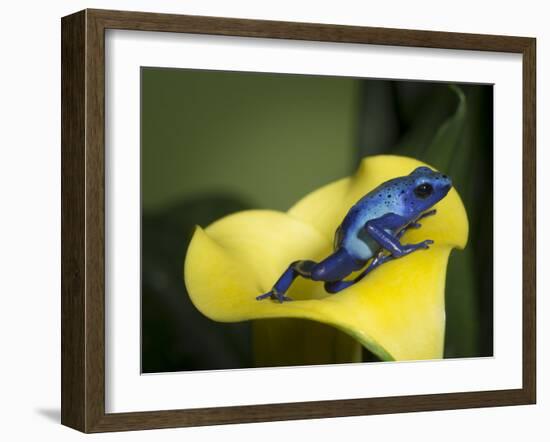 Blue poison dart frog-Maresa Pryor-Framed Photographic Print