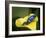 Blue poison dart frog-Maresa Pryor-Framed Photographic Print