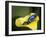 Blue poison dart frog-Maresa Pryor-Framed Photographic Print