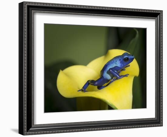 Blue poison dart frog-Maresa Pryor-Framed Photographic Print