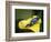 Blue poison dart frog-Maresa Pryor-Framed Photographic Print