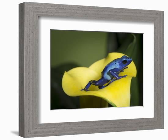 Blue poison dart frog-Maresa Pryor-Framed Photographic Print