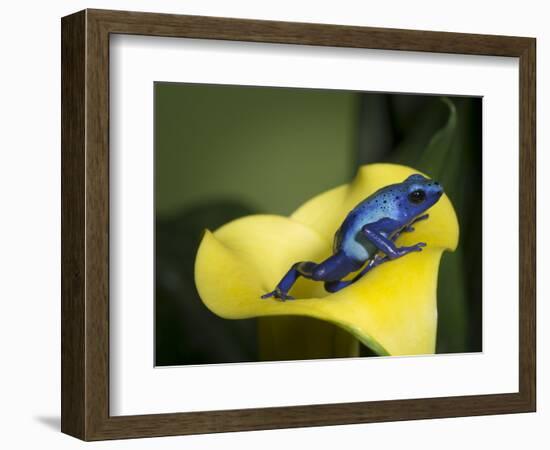 Blue poison dart frog-Maresa Pryor-Framed Photographic Print