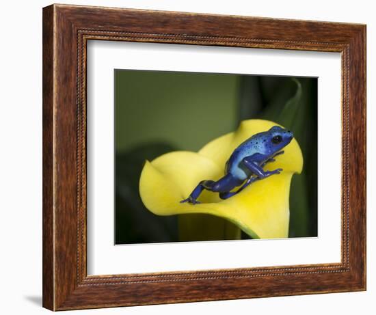 Blue poison dart frog-Maresa Pryor-Framed Photographic Print
