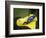 Blue poison dart frog-Maresa Pryor-Framed Photographic Print