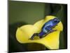 Blue poison dart frog-Maresa Pryor-Mounted Photographic Print