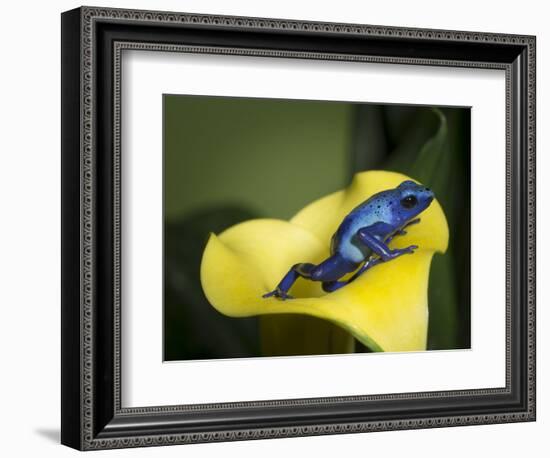 Blue poison dart frog-Maresa Pryor-Framed Photographic Print