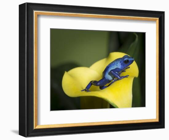 Blue poison dart frog-Maresa Pryor-Framed Photographic Print