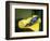 Blue poison dart frog-Maresa Pryor-Framed Photographic Print