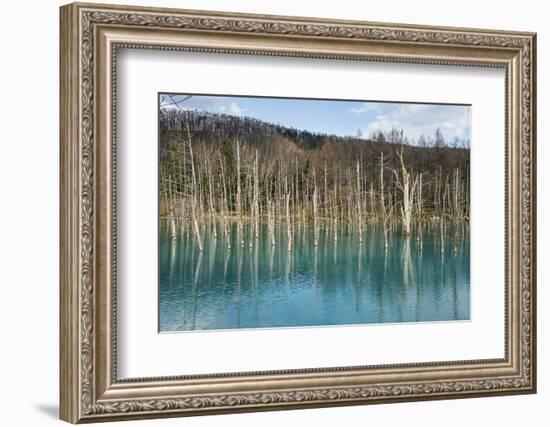 Blue Pond (Aoi Ike), Daisetsuzan National Park, UNESCO World Heritage Site, Hokkaido, Japan, Asia-Michael Runkel-Framed Photographic Print