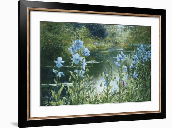 Blue Poppies-Peter Ellenshaw-Framed Art Print