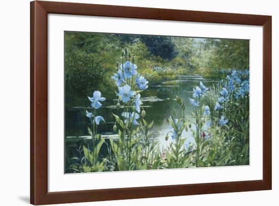 Blue Poppies-Peter Ellenshaw-Framed Art Print