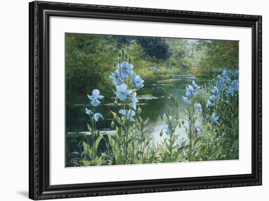 Blue Poppies-Peter Ellenshaw-Framed Art Print