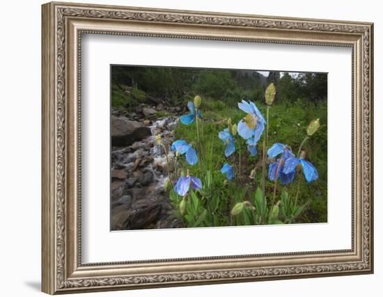 Blue Poppy (Meconopsis Betonicifolia)-Dong Lei-Framed Photographic Print