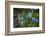 Blue Poppy (Meconopsis Betonicifolia)-Dong Lei-Framed Photographic Print