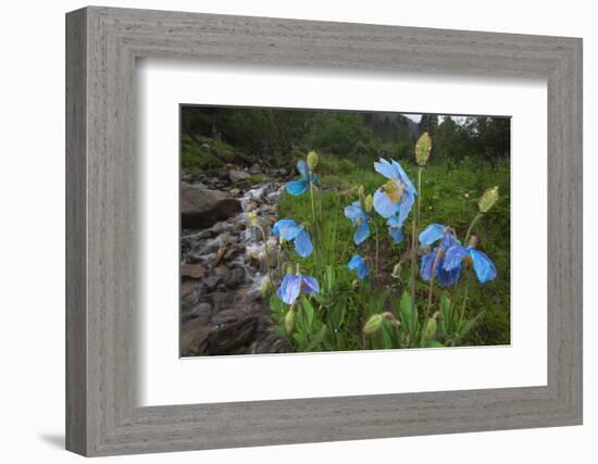 Blue Poppy (Meconopsis Betonicifolia)-Dong Lei-Framed Photographic Print