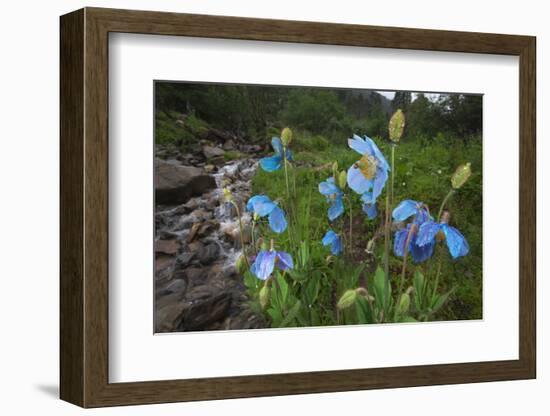 Blue Poppy (Meconopsis Betonicifolia)-Dong Lei-Framed Photographic Print