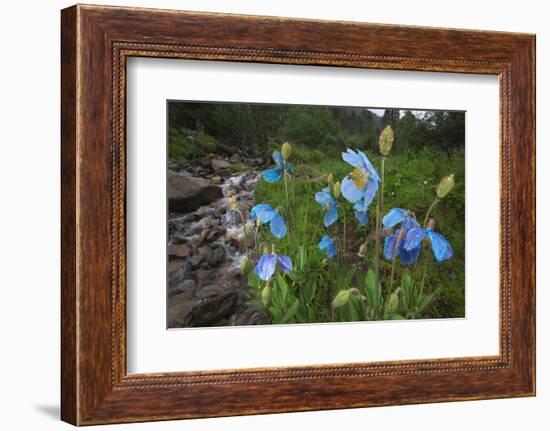 Blue Poppy (Meconopsis Betonicifolia)-Dong Lei-Framed Photographic Print