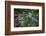 Blue Poppy (Meconopsis Betonicifolia)-Dong Lei-Framed Photographic Print