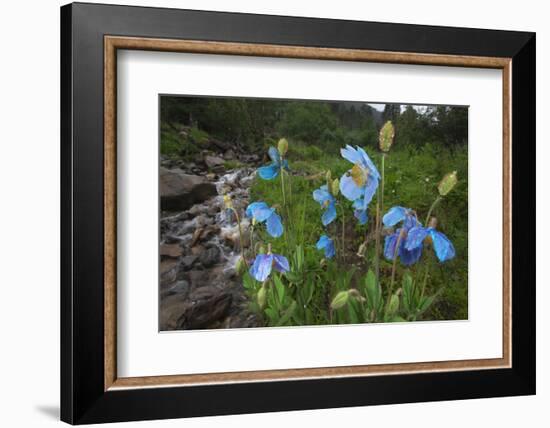 Blue Poppy (Meconopsis Betonicifolia)-Dong Lei-Framed Photographic Print