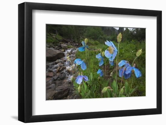 Blue Poppy (Meconopsis Betonicifolia)-Dong Lei-Framed Photographic Print