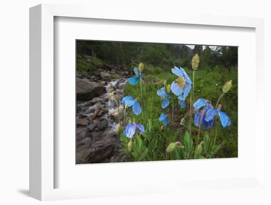 Blue Poppy (Meconopsis Betonicifolia)-Dong Lei-Framed Photographic Print