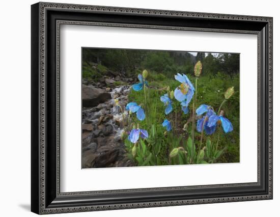 Blue Poppy (Meconopsis Betonicifolia)-Dong Lei-Framed Photographic Print