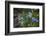 Blue Poppy (Meconopsis Betonicifolia)-Dong Lei-Framed Photographic Print