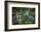 Blue Poppy (Meconopsis Betonicifolia)-Dong Lei-Framed Photographic Print