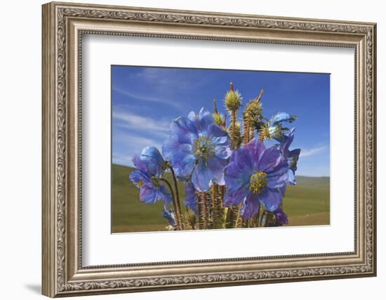 Blue poppy, Sanjiangyuan National Nature Reserve, Qinghai Province, China.-Dong Lei-Framed Photographic Print