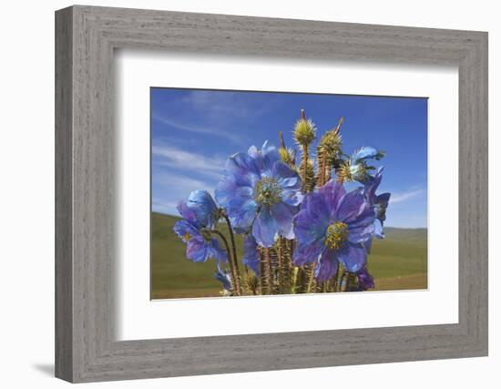 Blue poppy, Sanjiangyuan National Nature Reserve, Qinghai Province, China.-Dong Lei-Framed Photographic Print