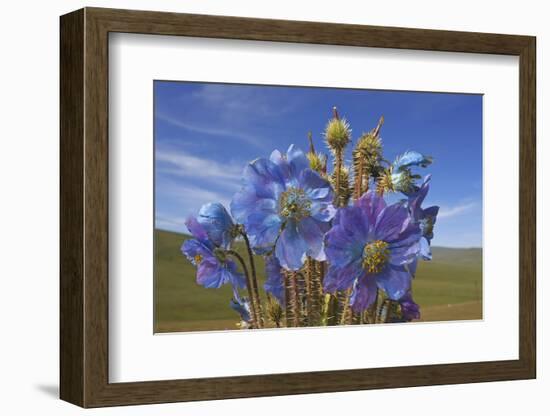 Blue poppy, Sanjiangyuan National Nature Reserve, Qinghai Province, China.-Dong Lei-Framed Photographic Print