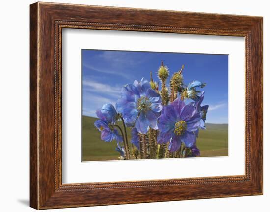 Blue poppy, Sanjiangyuan National Nature Reserve, Qinghai Province, China.-Dong Lei-Framed Photographic Print