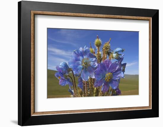 Blue poppy, Sanjiangyuan National Nature Reserve, Qinghai Province, China.-Dong Lei-Framed Photographic Print