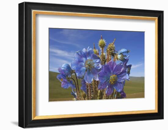 Blue poppy, Sanjiangyuan National Nature Reserve, Qinghai Province, China.-Dong Lei-Framed Photographic Print