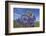 Blue poppy, Sanjiangyuan National Nature Reserve, Qinghai Province, China.-Dong Lei-Framed Photographic Print