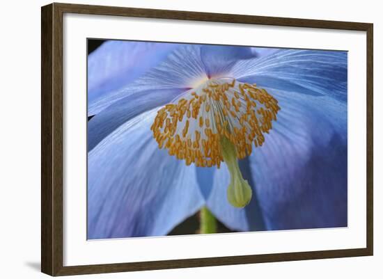 Blue Poppy-Cora Niele-Framed Photographic Print