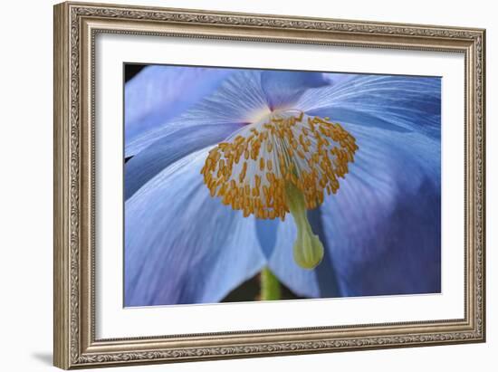 Blue Poppy-Cora Niele-Framed Photographic Print