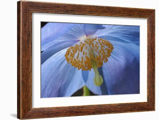 Blue Poppy-Cora Niele-Framed Photographic Print