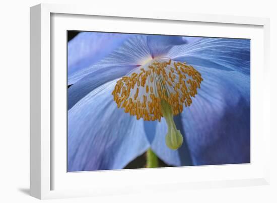 Blue Poppy-Cora Niele-Framed Photographic Print