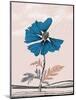 Blue Poppy-Cody Alice Moore-Mounted Art Print