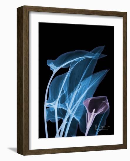 Blue Purple Calla-Albert Koetsier-Framed Art Print