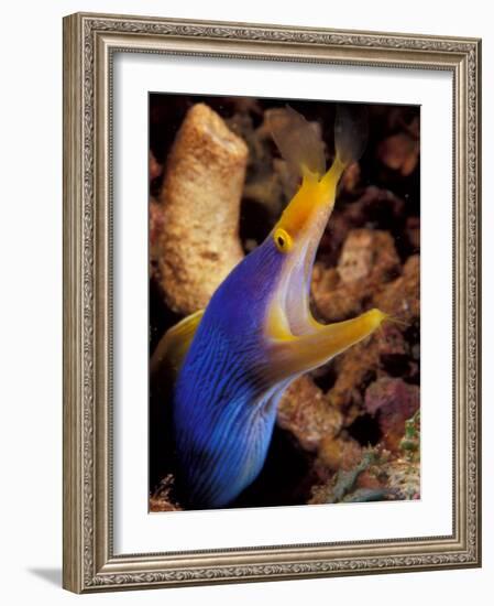 Blue Ribbon Eel, Papua New Guinea-Michele Westmorland-Framed Photographic Print