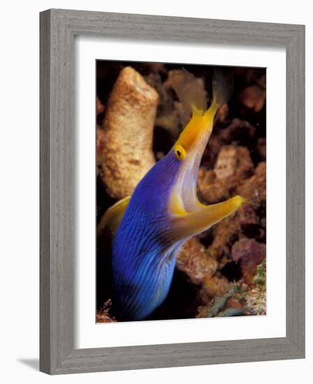 Blue Ribbon Eel, Papua New Guinea-Michele Westmorland-Framed Photographic Print