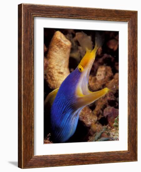 Blue Ribbon Eel, Papua New Guinea-Michele Westmorland-Framed Photographic Print