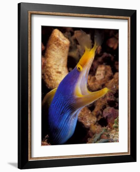 Blue Ribbon Eel, Papua New Guinea-Michele Westmorland-Framed Photographic Print