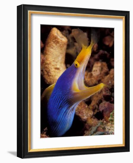 Blue Ribbon Eel, Papua New Guinea-Michele Westmorland-Framed Photographic Print