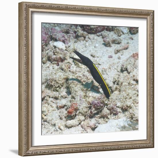 Blue Ribbon Eel (Rhinomuraena Quaesita) Juvenile, Southern Thailand, Andaman Sea, Indian Ocean-Andrew Stewart-Framed Photographic Print