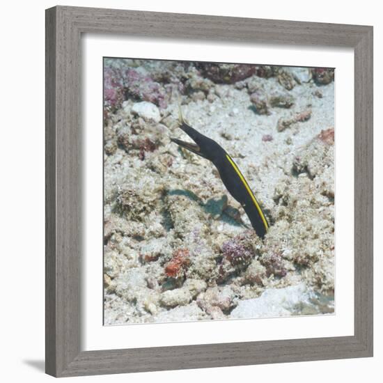 Blue Ribbon Eel (Rhinomuraena Quaesita) Juvenile, Southern Thailand, Andaman Sea, Indian Ocean-Andrew Stewart-Framed Photographic Print