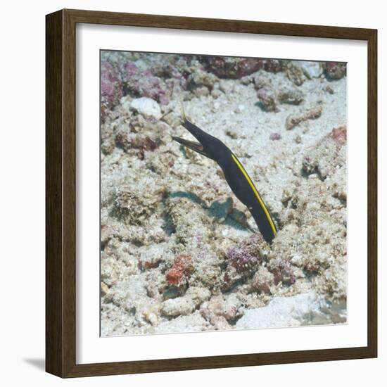 Blue Ribbon Eel (Rhinomuraena Quaesita) Juvenile, Southern Thailand, Andaman Sea, Indian Ocean-Andrew Stewart-Framed Photographic Print